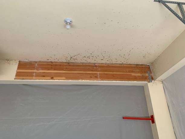 Best Post-Construction Mold Inspection  in Tooele, UT